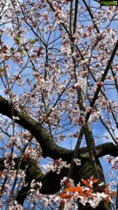 Aditi Chengappa Instagram - I can’t believe I’m finally seeing these trees in person 😍😍 lots more coming up!! 
.
.
#cherryblossoms #cherryblossomseason #sakura #hamburg #hamburgcity #spring #springvibes #reels #travelreel #kdrama #romanticplace #reel #floralreel #flowerlovers #pink #pinkaesthetic #blissful #meditation