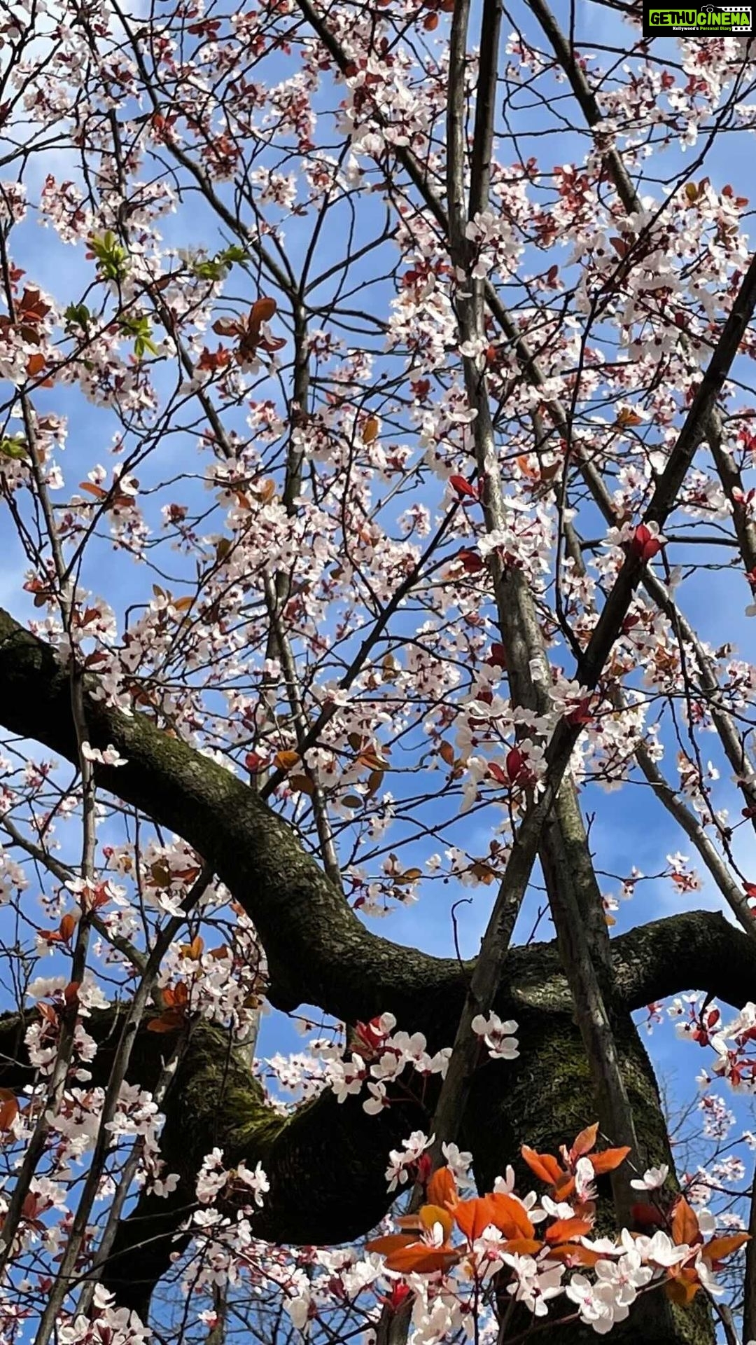 Aditi Chengappa Instagram - I canโt believe Iโm finally seeing these trees in person ๐๐ lots more coming up!! . . #cherryblossoms #cherryblossomseason #sakura #hamburg #hamburgcity #spring #springvibes #reels #travelreel #kdrama #romanticplace #reel #floralreel #flowerlovers #pink #pinkaesthetic #blissful #meditation