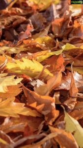 Aditi Chengappa Instagram - The dance of the leaves 🍁 🍂
Nature always presents a little magic for those who wish to be enchanted 😍 ✨✨✨
.
.
.
#naturereels #magicalmoments #magical #dance #autumnleaves 
#hamburg #reels #germany #naturelovers #naturelover #reelsinstagram #peace #peaceful #meditate #relax #meditative #travel #tchaikovsky