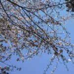 Aditi Chengappa Instagram - Cherry blossoms budding 😍🌸 spring is here 😃 . . . #sakura #hamburg #spring #naturereels #reels #springreel #video #germany #germanspring #springiscoming #springvibes