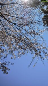 Aditi Chengappa Instagram - Cherry blossoms budding 😍🌸 spring is here 😃
.
.
.
#sakura #hamburg #spring #naturereels #reels #springreel #video #germany #germanspring #springiscoming #springvibes