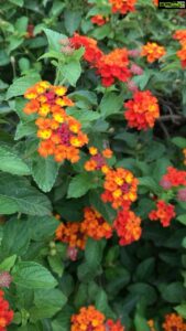 Aditi Chengappa Instagram - Flowers in my eyes, peace in my heart🔆🌿
.
.
.

#shotoniphonexr #nofilterneeded #naturalbeauty #peaceful #naturelovetuesday #flowerpower #flowerpowered #florallove #flowerstagram