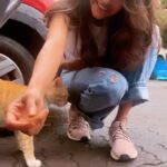 Aditi Sudhir Pohankar Instagram - 😻My weekends vibes! . This is my excuse to step out of my house, and spend some time with these cats! A humble request to everyone, to take out some time, and make sure to feed cats & dogs in your neighbourhood, especially during this monsoon, when it becomes tough for them to find shelter & food. . #compasionforallanimals #catsofinstagram #catstagram #aaditipohankar #weekendvibes #saturdayvibes #careforstrays