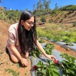 Ahana Kumar Instagram - Plucking (and eating) red , fat , yummy , juicy Strawberries straight from a farm , now off my bucket-list 🍓🤩🥳 #DreamComeTrue #WentInSearchOfThisFarm #ForDreamSake 😋 Strawberry Farm