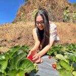 Ahana Kumar Instagram – Plucking (and eating) red , fat , yummy , juicy Strawberries straight from a farm , now off my bucket-list 🍓🤩🥳 #DreamComeTrue #WentInSearchOfThisFarm #ForDreamSake 😋 Strawberry Farm