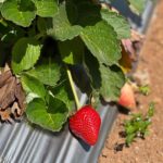 Ahana Kumar Instagram - Plucking (and eating) red , fat , yummy , juicy Strawberries straight from a farm , now off my bucket-list 🍓🤩🥳 #DreamComeTrue #WentInSearchOfThisFarm #ForDreamSake 😋 Strawberry Farm