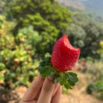 Ahana Kumar Instagram – Plucking (and eating) red , fat , yummy , juicy Strawberries straight from a farm , now off my bucket-list 🍓🤩🥳 #DreamComeTrue #WentInSearchOfThisFarm #ForDreamSake 😋 Strawberry Farm