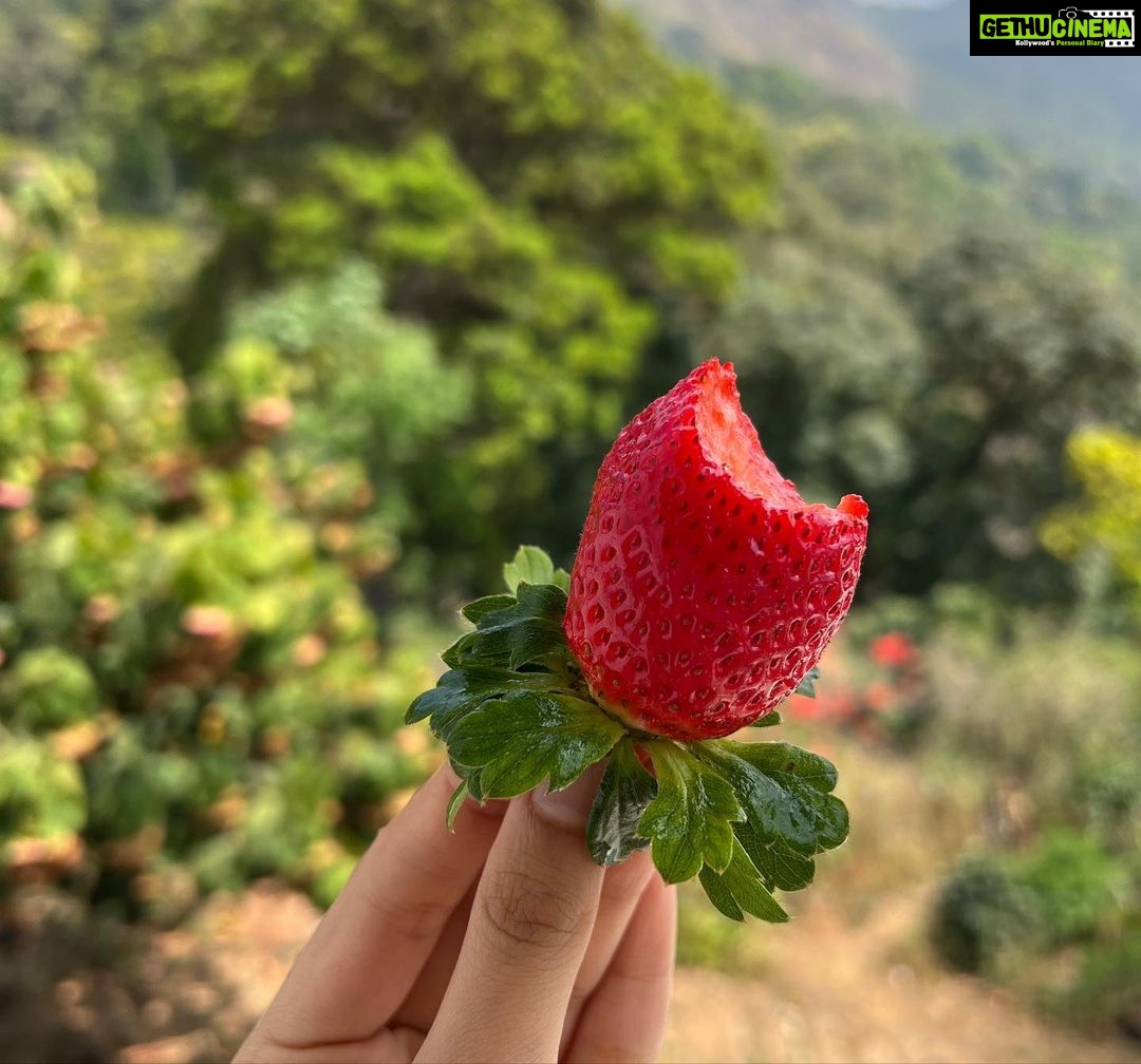 Ahana Kumar Instagram - Plucking (and eating) red , fat , yummy , juicy Strawberries straight from a farm , now off my bucket-list 🍓🤩🥳 #DreamComeTrue #WentInSearchOfThisFarm #ForDreamSake 😋 Strawberry Farm