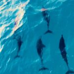 Aishwarya Rai Instagram - 🐬😍💖✨ Amilla Maldives Resort and Residences