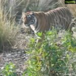 Akshay Kumar Instagram – सोने पे सुहागा माँगा था, ये तो उस से भी बढ़ कर हो गया. Absolutely fascinated to see this majestic beauty today. Mission Ranthambore accomplished. Copy that !