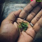 Allu Arjun Instagram - Jammi Akulu ! A Tradition of giving this leaf to elders and taking their blessing . Very sweet tradition.
