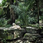 Allu Arjun Instagram - White Tiger at Singapore Zoo! One of my most favourite animal. Calm n powerful #singaporezoo #whitetiger #aashot