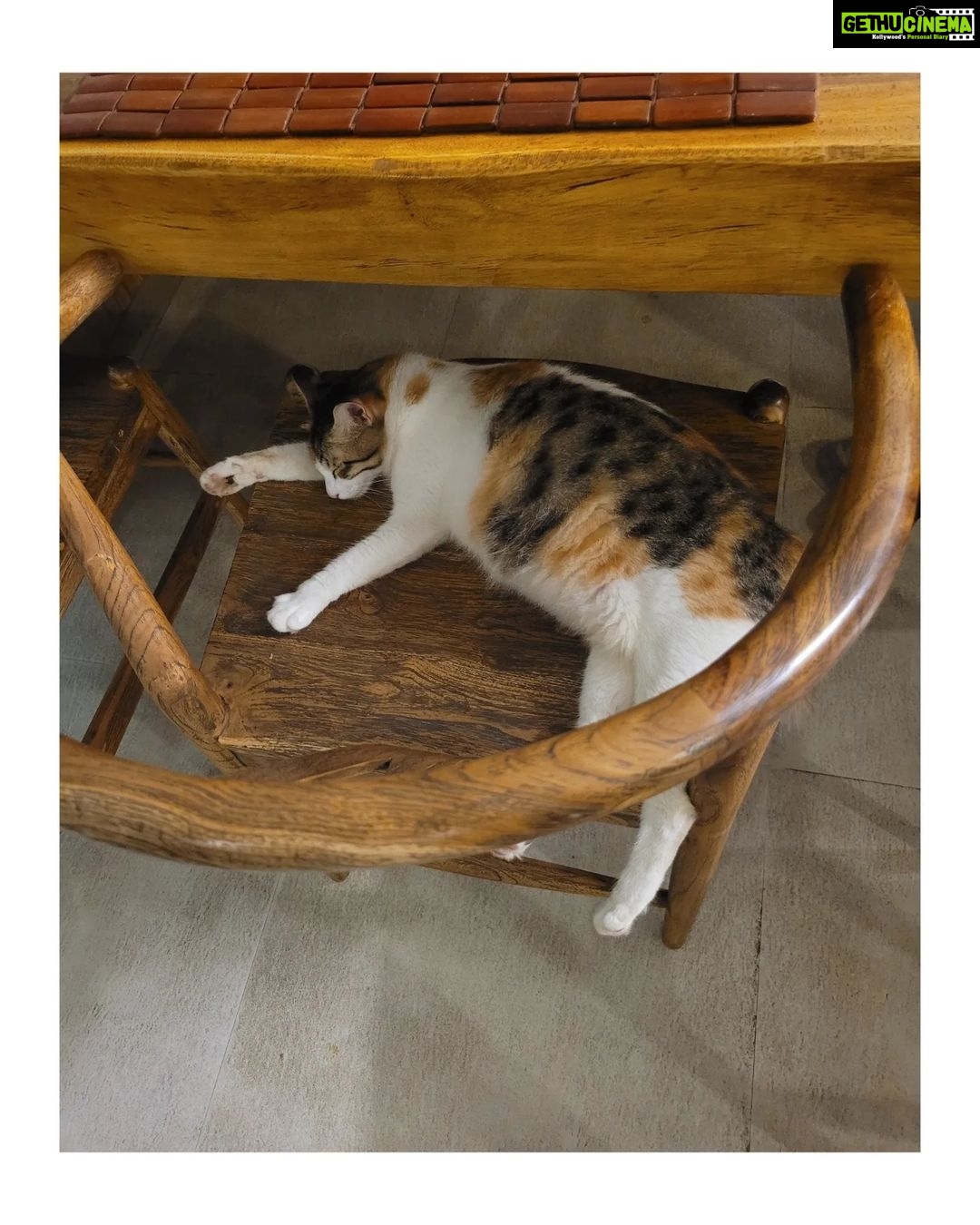 Amala Paul Instagram - On some days I live it up until the sun wakes up, on others I sleep like my little cat until the sun goes down. π» #perfectbalance #bestofbothworlds #balancerestored #catlady #catnap #catstagram #meow