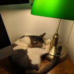 Amala Paul Instagram - Nighty-night 😴 🙀 . . #mybabyblue #favsleepingspot #petslikebabies #petsofinstagram #meow #kitties #kittycat #sleepy #sleep #goodnightworld #AmalaPaul