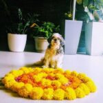 Amala Paul Instagram - Guess we're all set for Onam! 😍 💫 . . #mybaby #petslikebabies #petsofinstagram #doggo #dogs #dogstagram #onam #onam2019 #onamspecial #pookalam #flowers #AmalaPaul