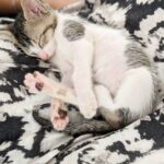 Amala Paul Instagram - Sleep lil' baby, Don't say a word. Mama's going to buy you the whole wide world! ❤️✨ . . #mybabyblue #blue #cats #catstagram #catsofinstagram #kitty #kittycat #nap #baby #petslikebabies #petsofinstagram #AmalaPaul