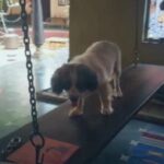 Amala Paul Instagram - Babies are on vacay while mommy is out working! 😅 #mybabywinter #blue #mybabies #petsofinstagram #cuties #whosagoodboy #pondylife