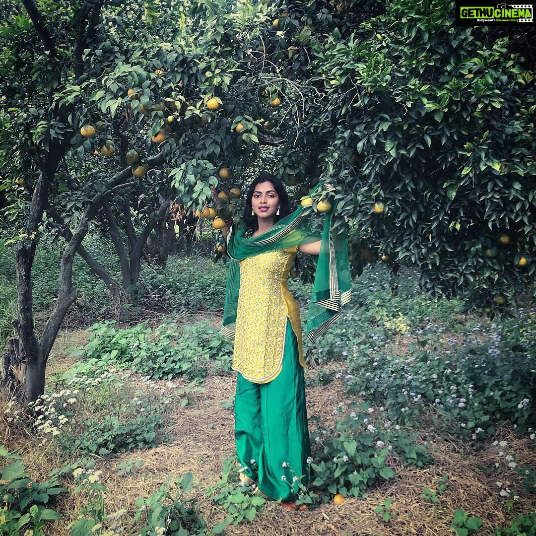 Amala Paul Instagram - Apna Punjab hove, Kinnu di Sharab hove, Makki di roti hove, Sarson da saag hove, Apna Punjab hove! 🍊🍊 Pc : 👳 #winter #punjab #oranges #kinnu #hippiespirit #travelersnotebook Hoshiarpur - The Land of Saints