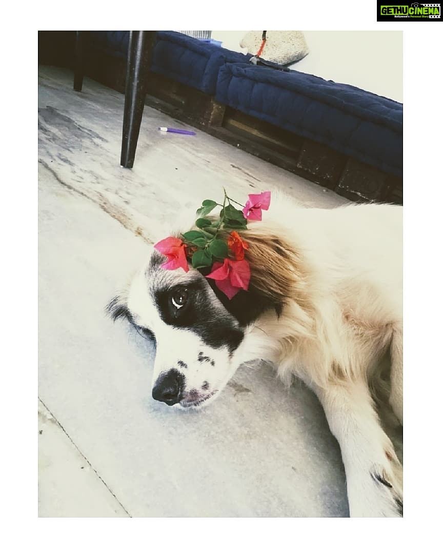 Amala Paul Instagram - Winter in spring/summer 2018 😂😍 #ootd #dying #cantgetenough #mybabywinter #petsofinstagram