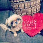 Amala Paul Instagram - Me too #mynoo 😍 Love is definitely in the air! 🐾 #happyvday #petlover #dogsofinstagram