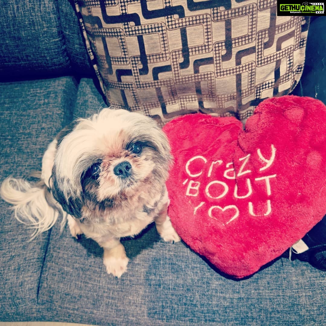 Amala Paul Instagram - Me too #mynoo 😍 Love is definitely in the air! 🐾 #happyvday #petlover #dogsofinstagram