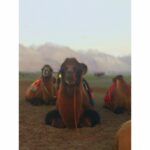 Amala Paul Instagram – #desertcamels #nubravalley #camping