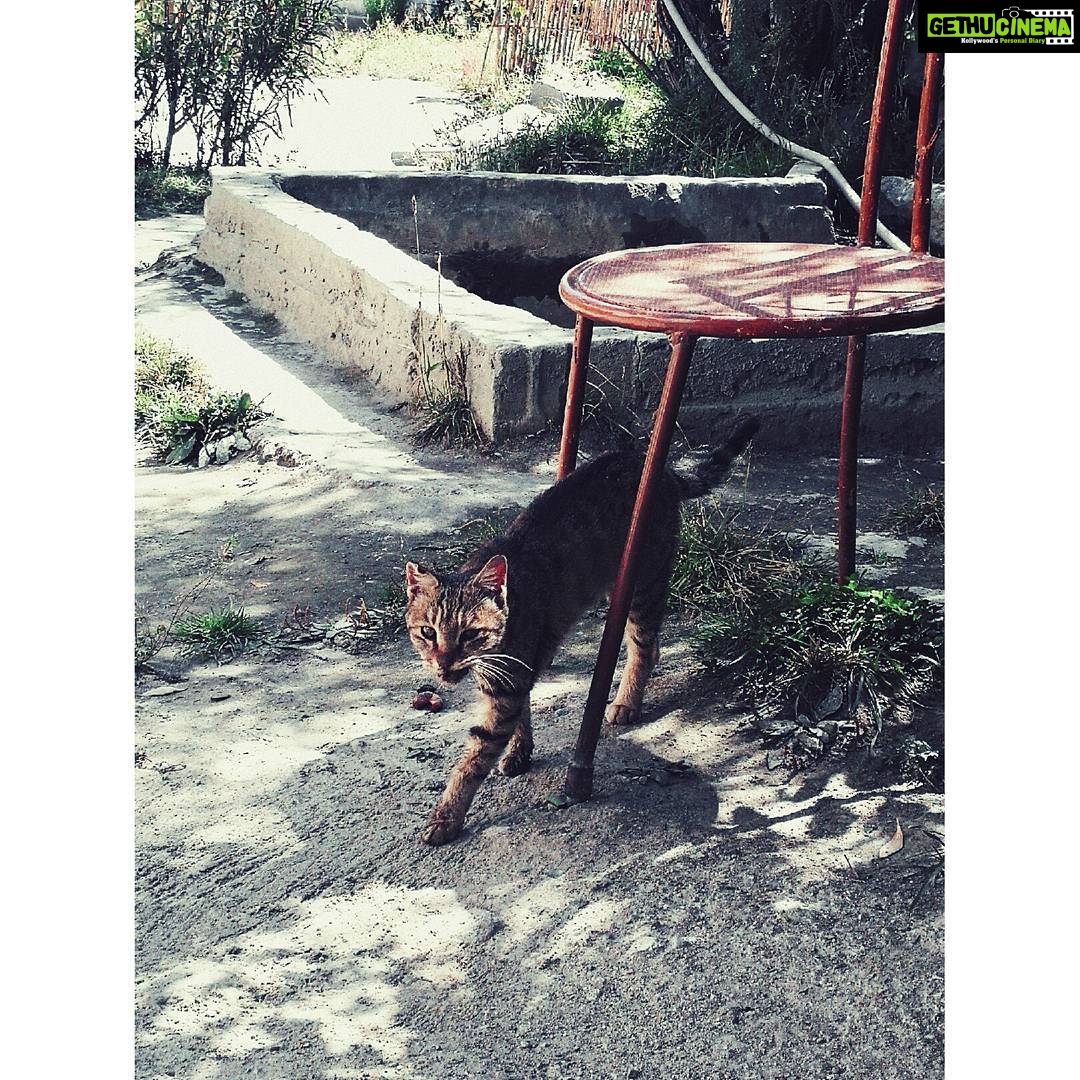 Amala Paul Instagram - Hey I just met you and this is crazy but I'm a cat, so pet me maybe? A grizzly bear or a cat🤔.... her expression confuses me 😼 #ladakhdiaries #catsofinstagram #Travelgram