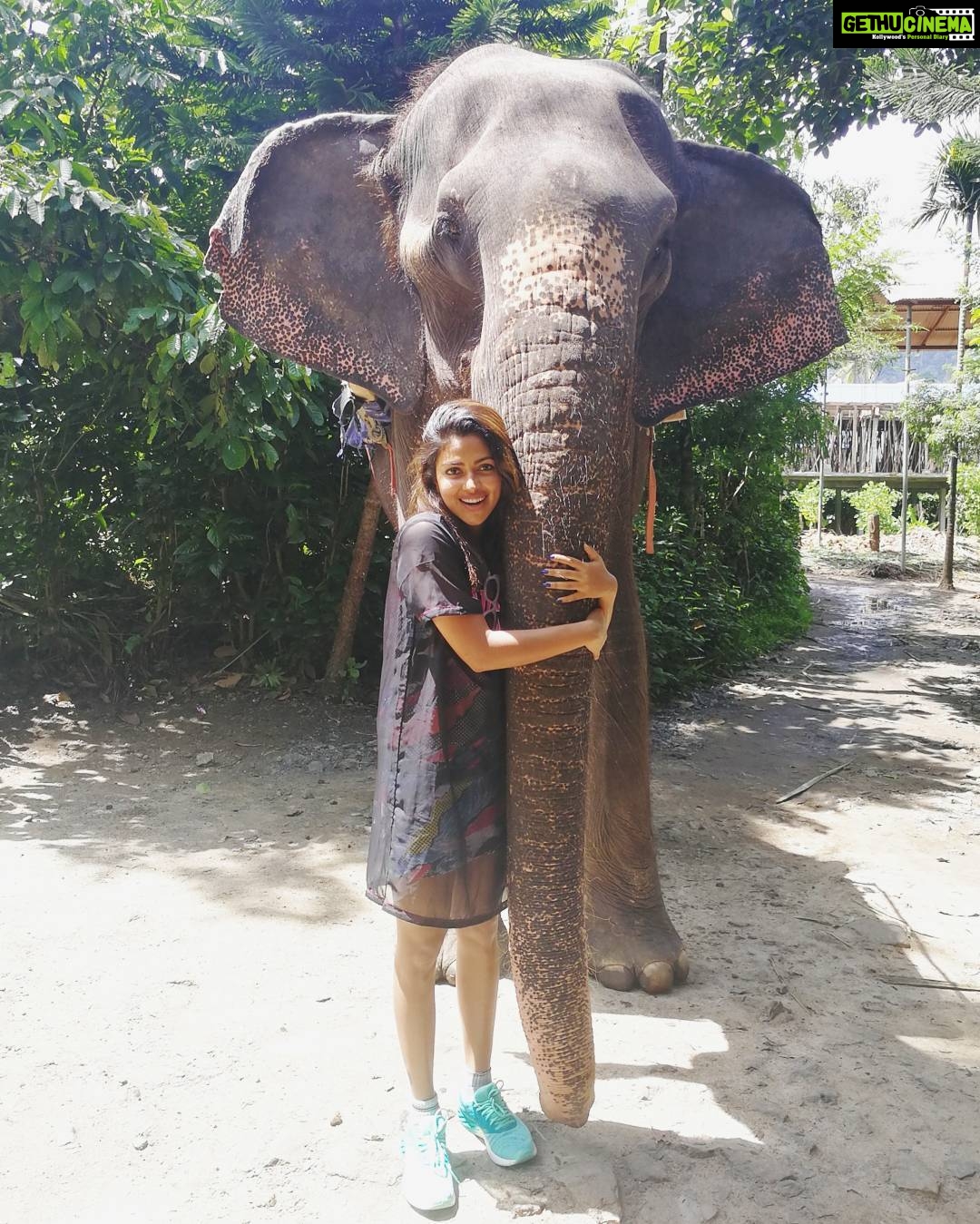 Amala Paul Instagram - Meet my new friend Kaveri...She is so beautiful that I could spend endless hours watching her! She stands strong but remains compassionate. The ever gentle, emphatic, wise, strong spirit animal teaches that the right path is the one what we are on and bless us with the wisdom of acceptance. I really wish to find some time and take care of them one day. #elephant #iseehersoul #spiritanimal #energised #gratefulheart