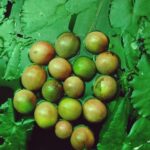 Amala Paul Instagram - #passionfruits from miles away! 💚 From my mommy's passionate garden and beautifully captured by her, already feeling yum!!! #homegrown #motherskills #organicgardening #natureinthehome