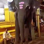 Amy Jackson Instagram – Posted @withregram • @karmagawa ⚠️PLEASE SHARE AND HELP US STOP THIS ANIMAL CRUELTY RIGHT NOW!⚠️ This video is the latest example of why wild animals should be FREE and not chained up and used for entertainment! This poor elephant should be with his family in nature, not being enslaved and used to entertain tourists so it’s no wonder why he’s angry! Please use your social platform for good and share this with your followers, friends and family, celebrities, influencers and news media who need to see and share it too in order to raise awareness and stop this barbaric animal cruelty once and for all! We must work together to remind EVERYONE not to pay for any shows or circuses that use live animals in their acts as these animals are abused and their spirit broken in order to perform…ANIMALS DESERVE BETTER! #dontbuyaticket #stopanimalabuse #stopanimalcruelty #animalcruelty #endanimalcruelty #karmagawa