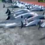 Amy Jackson Instagram - ⚠️GRAPHIC IMAGES WARNING, PLEASE SHARE AND SIGN THE PETITION IN THE BIO TO STOP THIS ANIMAL CRUELTY!⚠️ @karmagawa : We’re saddened to post this disturbing footage of 1,400+ dolphins being killed last week on the shores of the Faroe Islands, but people must be made aware of what’s happening here! Watch at your own risk….there are no words, just utter heartbreak. But there is some hope: The prime minister of the Faroe Islands said this week for the first time that the government will evaluate regulations around catching white-sided dolphins following so much public outcry SO WE MUST KEEP THE PRESSURE ON AND STOP CRUELTY THIS ONCE AND FOR ALL! You can help right now by sharing this post with your followers, tagging people celebrities, influencers and news media who need to see this/share too and signing the petition linked in the @karmagawa and @savethereef bios! Just in the last 48 hours over 130,000 people have signed and taken action to stop these barbaric dolphin hunts — let’s get to 200,000+ and work together to speak up as loudly as possible for the safety of these innocent creatures! Please use your social media platform for good, share and sign the petition now and help us put an end to this madness! Thanks to @sealegacy @seashepherd @paulnicklen @mitty @shawnheinrichs #endanimalcruelty #stopanimalcruelty #stopthekilling #savethedolphins #karmagawa