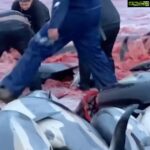 Amy Jackson Instagram - ⚠️GRAPHIC IMAGES WARNING, PLEASE SHARE AND SIGN THE PETITION IN THE BIO TO STOP THIS ANIMAL CRUELTY!⚠️ @karmagawa : We’re saddened to post this disturbing footage of 1,400+ dolphins being killed last week on the shores of the Faroe Islands, but people must be made aware of what’s happening here! Watch at your own risk….there are no words, just utter heartbreak. But there is some hope: The prime minister of the Faroe Islands said this week for the first time that the government will evaluate regulations around catching white-sided dolphins following so much public outcry SO WE MUST KEEP THE PRESSURE ON AND STOP CRUELTY THIS ONCE AND FOR ALL! You can help right now by sharing this post with your followers, tagging people celebrities, influencers and news media who need to see this/share too and signing the petition linked in the @karmagawa and @savethereef bios! Just in the last 48 hours over 130,000 people have signed and taken action to stop these barbaric dolphin hunts — let’s get to 200,000+ and work together to speak up as loudly as possible for the safety of these innocent creatures! Please use your social media platform for good, share and sign the petition now and help us put an end to this madness! Thanks to @sealegacy @seashepherd @paulnicklen @mitty @shawnheinrichs #endanimalcruelty #stopanimalcruelty #stopthekilling #savethedolphins #karmagawa