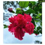 Amyra Dastur Instagram – 🌺 Double Hibiscus 🌺 
A flower inside a flower 🌺 This is also commonly known as the ‘Shoe Flower’ because it is used to polish shoes. 👠
.
.
.
#ManekLodge #khandala #homeawayfromhome #gardening #flowerphotography #hibiscus #flowerstagram #garden #photooftheday Khandala