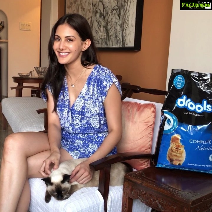 Amyra Dastur Instagram - Now this is what I call a balanced diet!π So happy Iβve found Drools for my baby Emma β€ Itβs real Fish, NO by-products and super nutritious. She loves her meals now. And I get a happy cat πππ A win-win situation ππβ€ Emma loves @droolsindia #Drools #FeedRealFeedClean #CatFood #CatFood #FoodForCats #CatNutrition #Nutritious #NutritiousFood #RealFish #HealthyCat #healthyCatfood #CatsofInstagram #Cats #CatMeal #PetCare #Pets #PetsOfInstagram #Fish #Health #CatCare #WhatsGoodForYourCat #CatNutrition #HappyCat #HappyPet #PetsOfIndia #PetLife #CatLife #FurryFriends #HungryCat #CatsOfTheWorld Cuff Parade