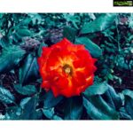 Amyra Dastur Instagram - 🥀 The Earth laughs in flowers 🌹 #eecummings 📝 . . #khandala @gulzardastur 🌺 Lonavla, Maharashtra, India