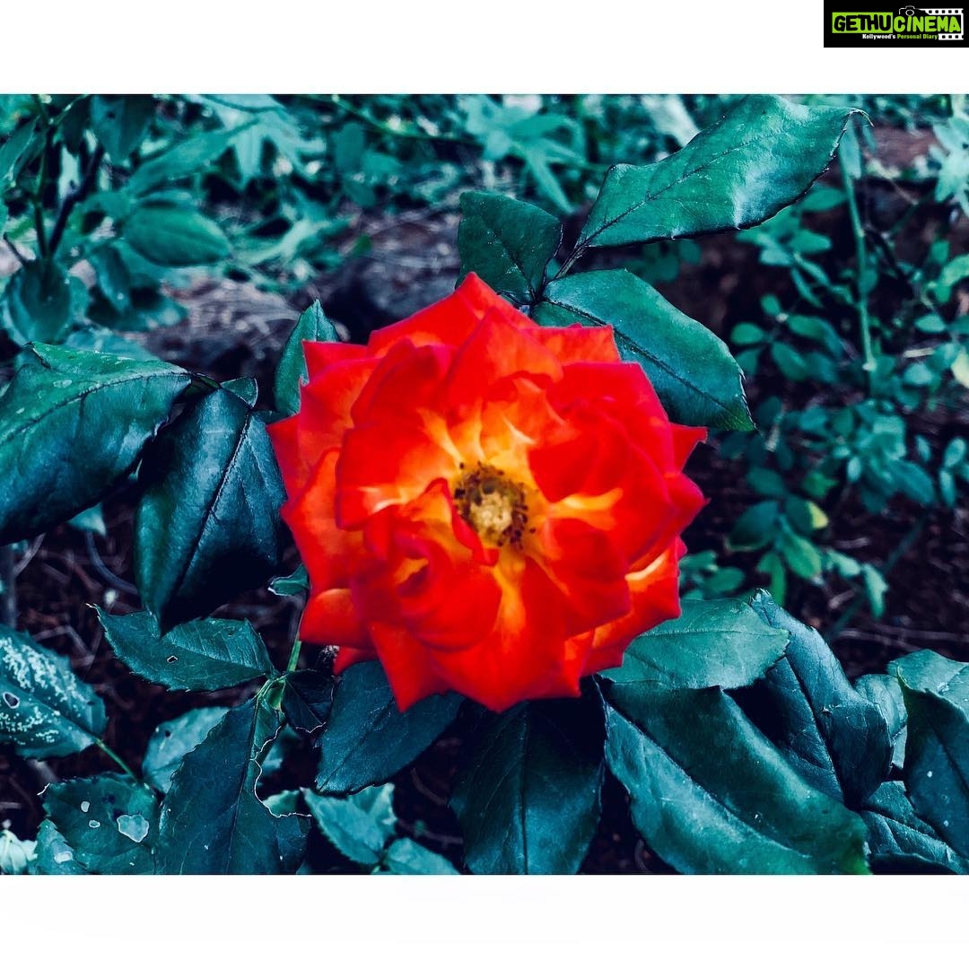 Amyra Dastur Instagram - 🥀 The Earth laughs in flowers 🌹 #eecummings 📝 . . #khandala @gulzardastur 🌺 Lonavla, Maharashtra, India
