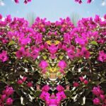Anisha Victor Instagram - Floral kaleidoscope #florals #flowerfilledweekend #kaleidoscope #obsessed
