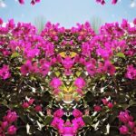 Anisha Victor Instagram - Floral kaleidoscope #florals #flowerfilledweekend #kaleidoscope #obsessed