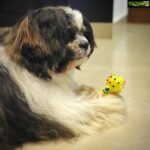 Anupama Parameswaran Instagram - “Woof 🐶 woof !!!!!!” This toy is mine .... Don’t touch it !!!!!! 👊🏽 #whiskey (Pls ignore the hair cut ..... 🙆🏻‍♀️I have no sister to experiment on and I won’t let my mom do it on me ...... so ...sooo .....we...weeeee... I hope u got it)