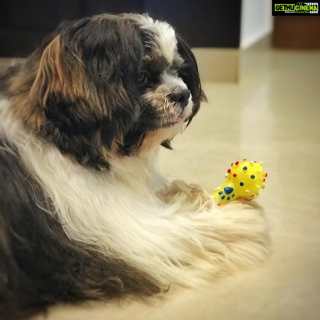 Anupama Parameswaran Instagram - โWoof ๐ถ woof !!!!!!โ This toy is mine .... Donโt touch it !!!!!! ๐๐ฝ #whiskey (Pls ignore the hair cut ..... ๐๐ปโโ๏ธI have no sister to experiment on and I wonโt let my mom do it on me ...... so ...sooo .....we...weeeee... I hope u got it)