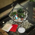 Anupama Parameswaran Instagram - One of the most cutest Christmas gifts 🎁🎄 Thank you @peacelilyindia ♥️ #plants🌿 #love