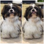 Anupama Parameswaran Instagram – Two situations
1. “Whiskey!!!!!!! I love u”
2. ” whiskey!!!!!!! Gimme a kiss ” 🙈🙉🙊 #puppygoals ♥️
