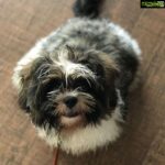 Anupama Parameswaran Instagram - My melancholic Whiskey 😒 😌😥sorry won't take u for a bath again 😝 #angermode #puppygoals 😘