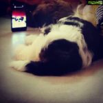 Anupama Parameswaran Instagram - Hussssshhhh!!!!!!!! He love selfie cams 😉 🐶❤📱