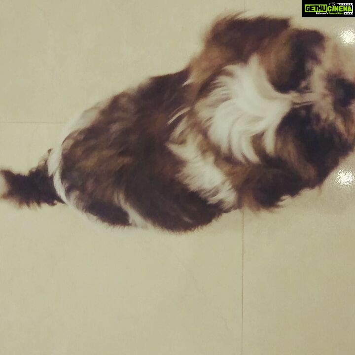 Anupama Parameswaran Instagram - #puppygoals When I can't stop kissing him and he is like 😫😣😡😤😖😒😔 #shyfilter #whiskey #puppylove I am so sorry baby... I love u so muchhhh ❤