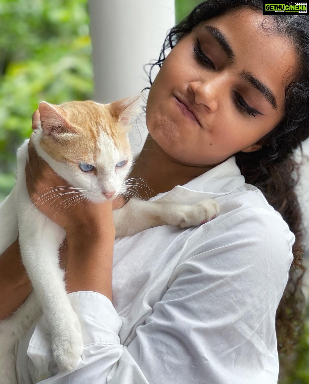 Anupama Parameswaran Instagram - One cat just leads to another 🙄