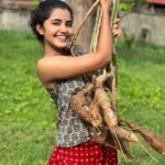 Anupama Parameswaran Instagram - Home grown 😅 tapioca 🍠