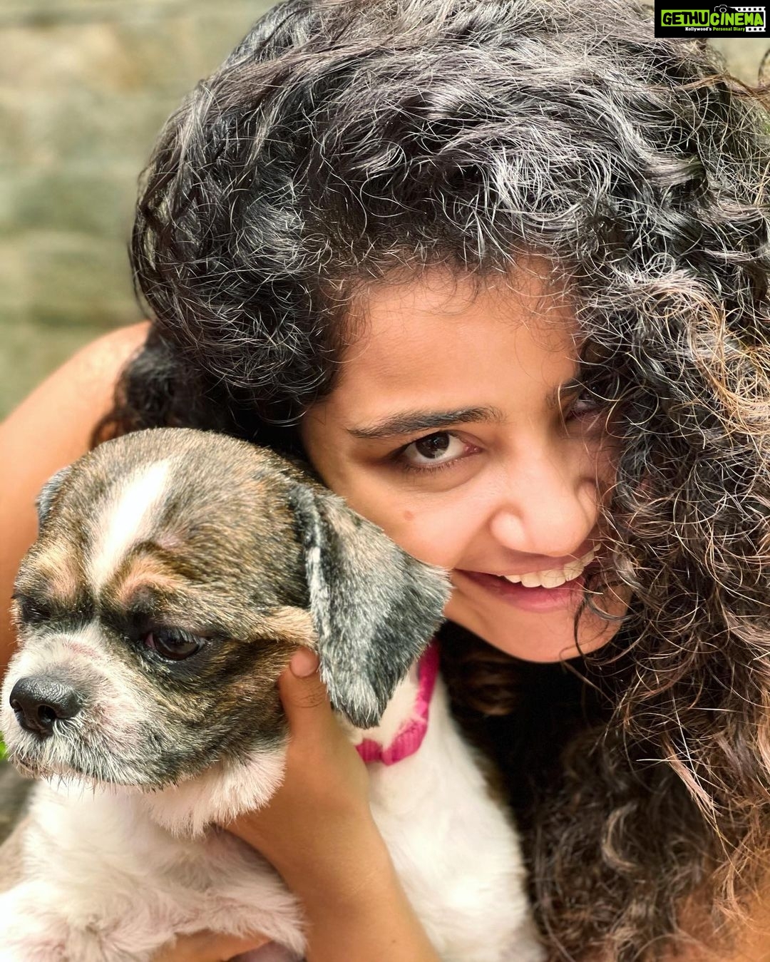 Anupama Parameswaran Instagram - And my whiskey baby turns 4 π₯³ π I know last year was very difficult to us.. losing two of you brothers,toddy and rum ... πA big shout out to you for surviving all that you went through and making our life truly fabulous! Happy birthday, whiskeyπβ₯οΈ we love you so much ... u are mine ... only mine ππππΆππ₯³ PS : he hates being photographed π¬π