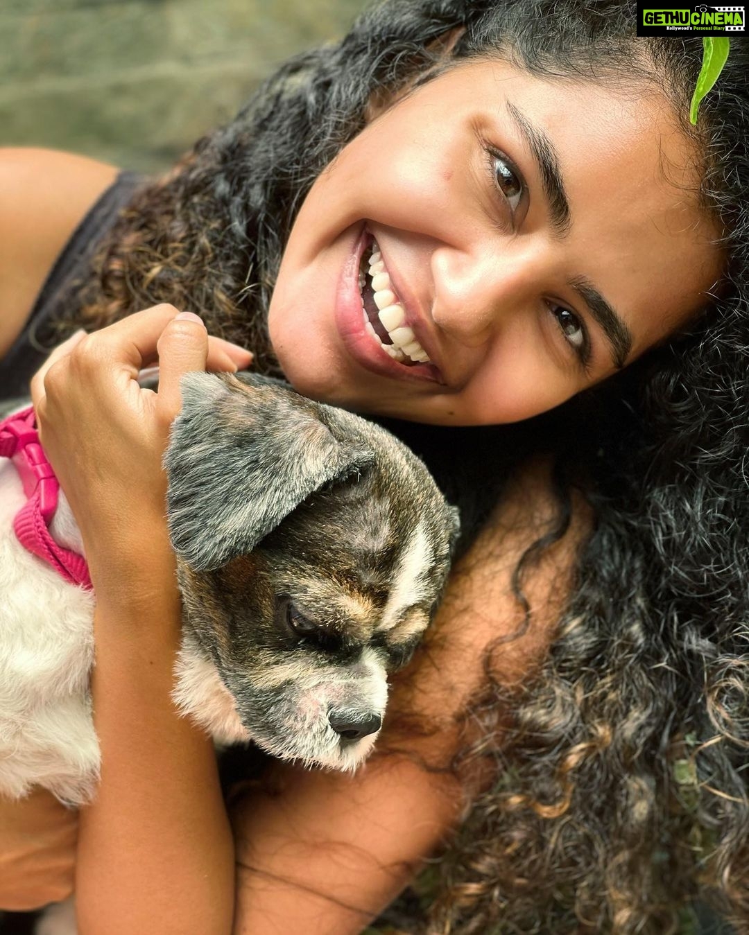 Anupama Parameswaran Instagram - And my whiskey baby turns 4 π₯³ π I know last year was very difficult to us.. losing two of you brothers,toddy and rum ... πA big shout out to you for surviving all that you went through and making our life truly fabulous! Happy birthday, whiskeyπβ₯οΈ we love you so much ... u are mine ... only mine ππππΆππ₯³ PS : he hates being photographed π¬π
