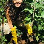 Anupama Parameswaran Instagram - Challenge accepted @kalyanipriyadarshan Thanks a lot my love 😘 Meet my new friend “Kalyani” ( due to obvious reasons 😘🥰😍) .. she is a Brazilian mulberry.... A few days back we planted around 25 saplings in our plot near by ... and sadly two of them dried... 😞 was feeling very upset and the here comes our #harahaitohbharahai #greenindiachallenge 🌳♥️ Was very happy when I was challenged but due to the restrictions ( yes we are in a containment zone ) 😞we have ryt now and the limited space in our home , could plant only one now ... I promise I will make it up soon... I further nominate @sobhitad @kalidas_jayaram @i_nivethathomas @ahaana_krishna @aishu__ @rajishavijayan @padmasoorya @pearlemaany @gourigkofficial @gauthami.nair @siju_wilson @anu_sithara @krisnasankar @pavithralakshmioffl @lakshmipriyavishak 😘♥️ and all my wonderful fans to take up this wonderful challenge... Plant 3 saplings and let’s continue this chain by tagging our loved ones ... ♥️ Let’s spread green , let’s spread love ...